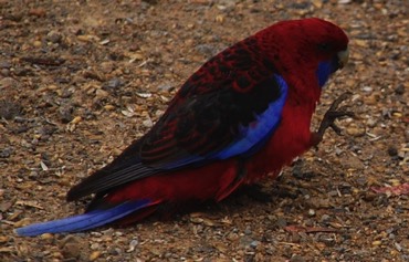 Crimson Rosella